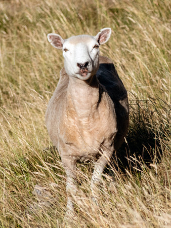 Sheep looking curiously at the camera. Portrait photography. new zealandの写真素材