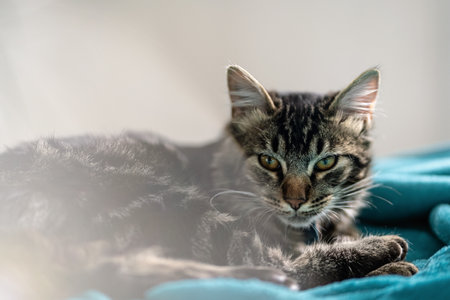 Portrait of sleepy cat looking at camera and resting by the sunlight in the living room. Close up mixed breed domestic catの写真素材