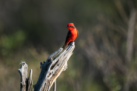 Austral vermilion flycatcher also known as Scarlet flycatcher posing in profile on a tree trunk. Binomial name Pyrocephalus rubinusの写真素材