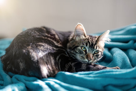Domestic cat resting on blanket at home with cute look. Love for Pets and Adoption conceptの写真素材