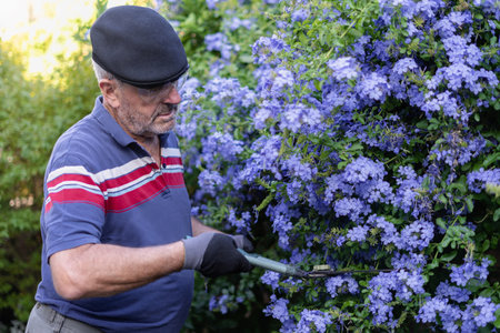 Retire man concentrated doing maintenance in his garden. Copy space on the right sideの写真素材