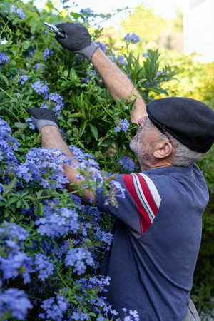 Senior man pruning exterior plant in his garden. portrait photographyの写真素材