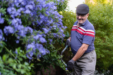 Senior gray hair with beret man using hedge shears while doing maintenance in his garden. Copy Space on left side for advertisementの写真素材
