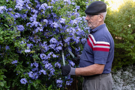 Mature man using hedge shears for pruning bush with flowers at the back of his garden. Copy space for textの写真素材