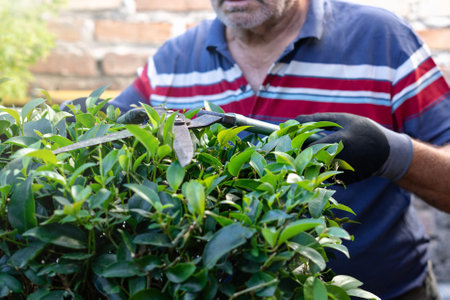 Senior man using hedge shears for cutting bush in his garden. Close up caption. unrecognizable personの写真素材