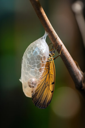 Butterfly going out from cocoon. Generative AI vertical shotの素材