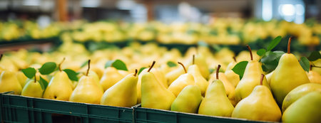 Close up shot of pears in supermarket. Panoramic shotの素材