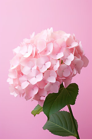 Close up shot of pink hydrangea over pink background studio shot. vertical shotの素材