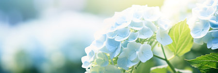 White Hydrangea close up shot, panoramic wallpaper with copy spaceの素材