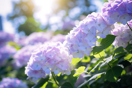 Lilac delicate hydrangea in garden. Close up shotの素材