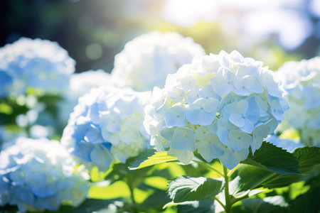 Close up shot of beautiful hydrangea flowers in garden under sunlightの素材