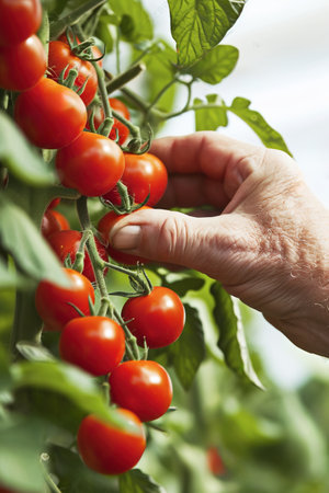 Close up image of hand picking fresh ripe cherry tomatoes in greenhouseの素材