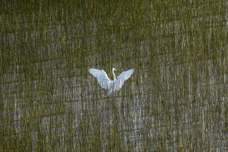 Great Egret with outstretched wings stands in a wetland with tall reedsの写真素材