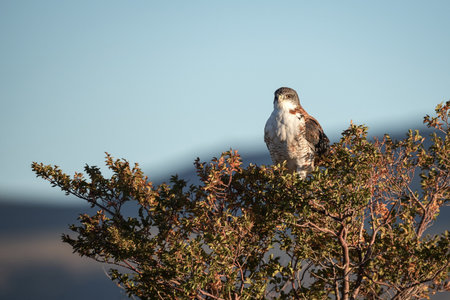 Red-backed or Variable hawk posing over leafy autumn bush against a clear blue skyの写真素材