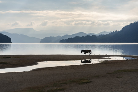 Lone horse walks along the shore of a calm lake, its silhouette reflected in the shallow water at duskの写真素材