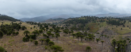 Rolling hills dotted with Araucaria trees stretch under a cloudy stormy sky. A winding road cuts through the landscape. Neuquen, Argentinaの写真素材