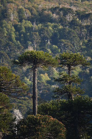 Close-up of Araucaria trees with their distinctive scale-like leaves, set against a backdrop of mixed forest under sunlight. Ãorquinco, Neuquen, Argentinaの写真素材