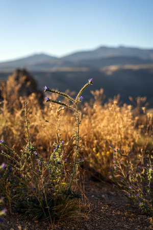 Echium vulgare wildflowers with small purple blooms in a field of dry grasses under a clear skyの写真素材