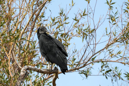 Black vulture perched on a bare branch against a clear blue sky. Wildlife photography, nature scene, scavenger birdの写真素材