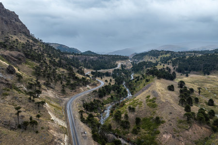Winding road cuts through a hilly landscape dotted with Araucaria trees under a cloudy sky and stream flows alongside the road. Neuquen, Argentinaの写真素材