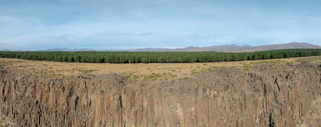 Big geological basalt columns cliff under pine tree forest on a sunny day. Panoramic viewの写真素材