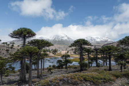 Araucaria trees frame a tranquil lake with snow-dusted mountains rising in the distance under a blue sky with scattered clouds. Caviahue, Neuquen, Argentinaの写真素材
