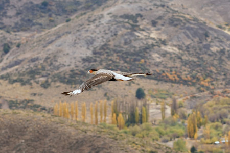 Crested caracara soars in flight against a Patagonian landscape of hills and sparse vegetationの写真素材