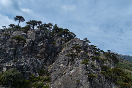 Araucaria araucana trees grow on a steep, rocky mountainside under a partly cloudy sky in Patagonia. Neuquen, Argentinaの写真素材