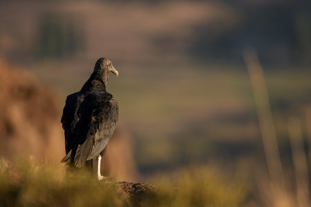 Black vulture stands perched on a mound, its back to the viewer, against a blurred Patagonian backdropの写真素材