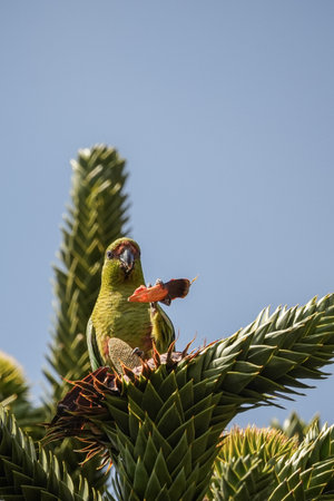 Adorable Choroy parakeet eating piÃ±on at top of Araucaria araucana tree under clear blue skyの写真素材