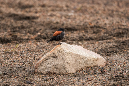 Close up of Austral negrito little bird perched on a rockの写真素材