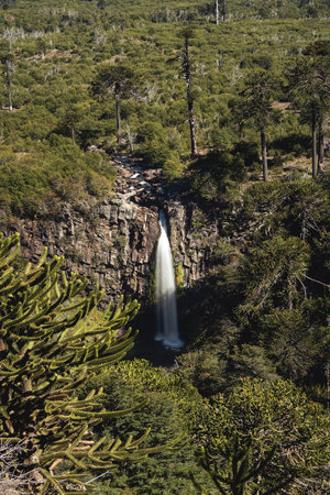 Stunning Coloco waterfall cascading framed by Araucaria Araucana trees surrounded by dense green vegetation. Neuquen, Patagonia, Argentinaの写真素材