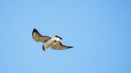 Hawk soars against a clear blue sky, its light underparts contrasting with the dark markings on its wings and tailの写真素材