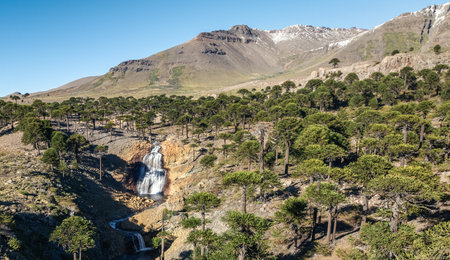 Cabellera de la Virgen waterfall going down a rocky slope surrounded by Araucaria trees, with a majestic mountain rising in the background. Caviahue, Neuquen, Argentinaの写真素材