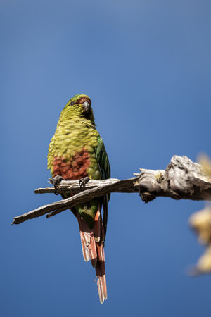 Choroy parakeet with green and reddish plumage perches on a weathered branch against a bright blue Patagonian skyの写真素材