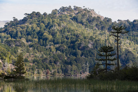 Tranquil lake with reeds grow along the water's edge densely forested hill and Araucaria trees. Neuquen, Argentinaの写真素材