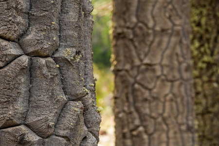 Close-up of the distinctive bark of Araucaria trees in a natural settingの写真素材