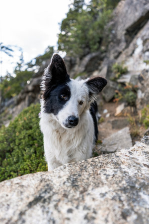 Adorable Border Collie with white and black fur looks funny with head gesture in a rocky outdoor environmentの写真素材