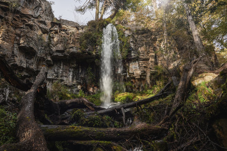 Cascading waterfall plunges over rocks, surrounded by lush vegetation and Araucaria trees under sunlight in Patagoniaの写真素材
