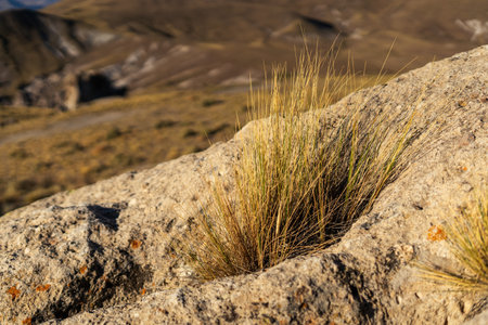 Close-up of golden grasses growing on a rocky outcrop in an arid landscapeの写真素材