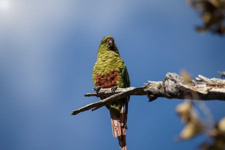 Choroy parakeet perched on a bare branch against a clear blue sky and sunlight illuminated the sceneの写真素材