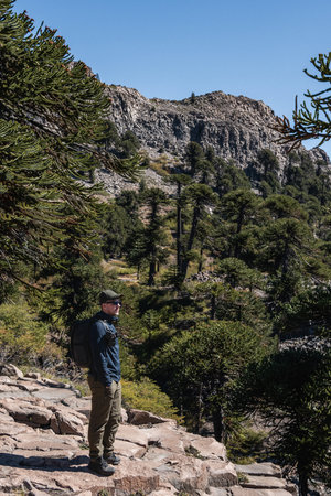 Man stands on a rocky outcrop, surrounded by Araucaria trees under a clear blue sky. Caviahue, Neuquen, Argentinaの写真素材