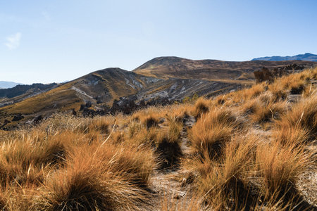 Golden grasses cover a rugged hillside under a clear blue sky. North of Neuquen province, Argentinaの写真素材