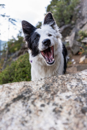 Happy Border Collie with his mouth wide open funny in a rocky outdoor natural landscape backgroundの写真素材