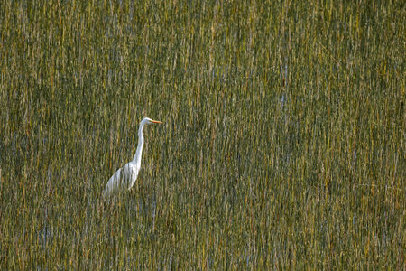 Great Egret stands amidst tall reeds in a natural wetland setting backgroundの写真素材