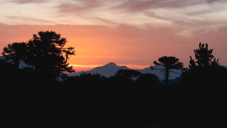 Scenic view at sunset shows silhouetted araucaria trees and a mountain against a vibrant orange and pink skyの写真素材