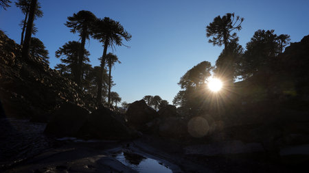 Sunlight filters through Araucaria trees silhouetted against a clear blue sky, with a small stream reflecting the light in the foreground. Caviahue, Neuquen, Argentinaの写真素材