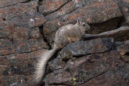 Southern viscacha with its long, bushy tail sits amongst the textured rocks of a steep Patagonian hillsideの写真素材