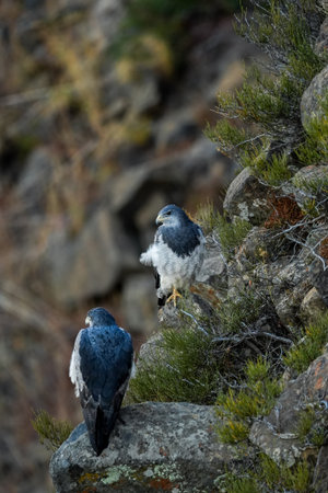 Two black-chested buzzard-eagles perch on a rocky ledge with sparse vegetation in a Patagonian habitatの写真素材