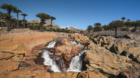 Cascada de la Culebra waterfall falling over a rocky hillside with Araucaria Pehuen trees. Caviahue, Neuquen, Argentinaの写真素材